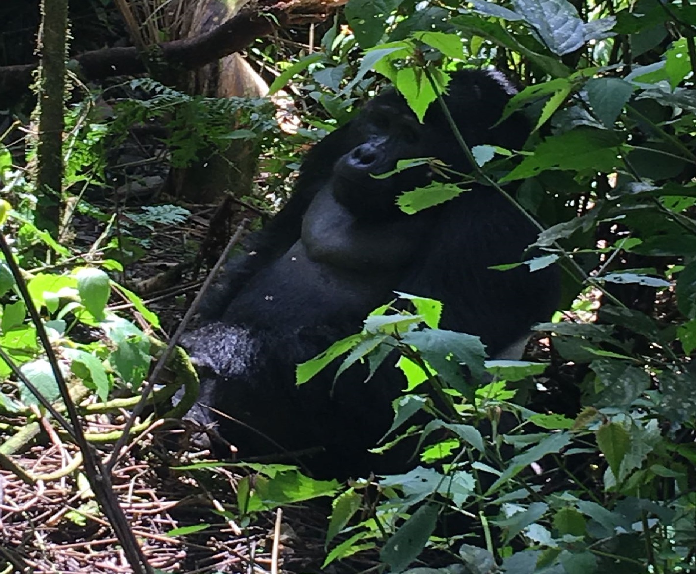 8 Days Gorilla, Chimpanzee Tracking and Lake Bunyonyi