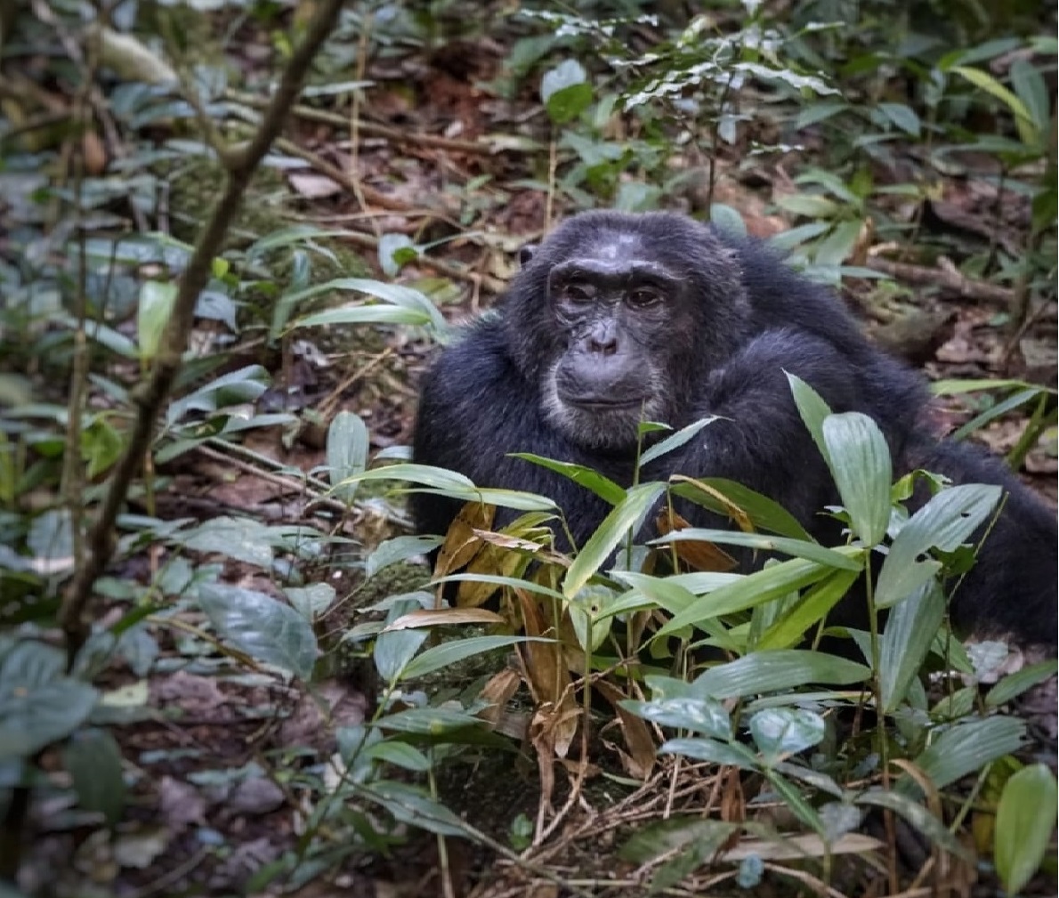 8 Days Gorilla, Chimpanzee Tracking and Lake Bunyonyi